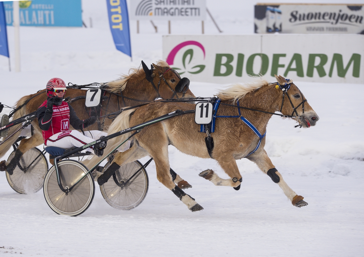 Hevosurheilun Toto75-ideavihje Rovaniemi: Historia toistaa itseään