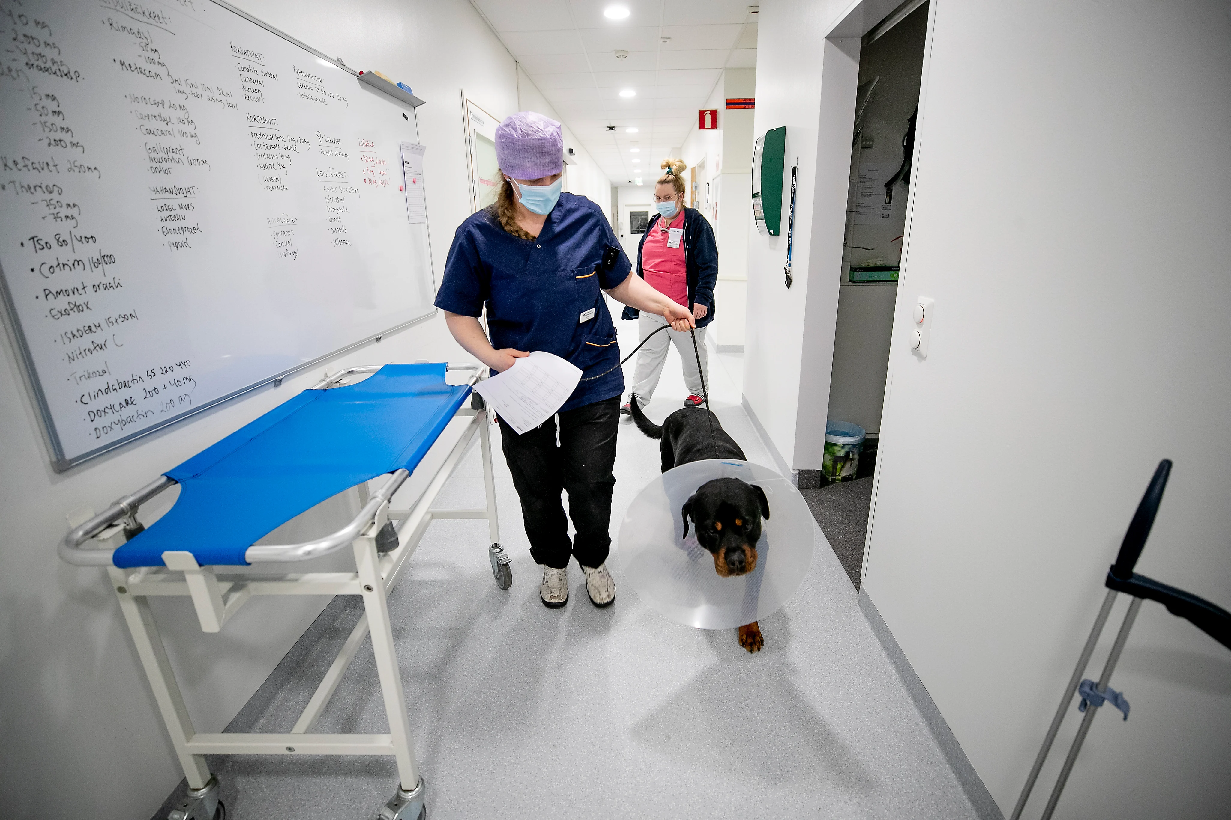 Klinikkaeläinhoitaja Merle Lang taluttaa rottweiler Ricon omistajan luo. Ricon polvi oli vääntynyt ja se leikattiin Seinäjoella. Kuvassa taustalla asiakaspalvelija Sanna Kallio.