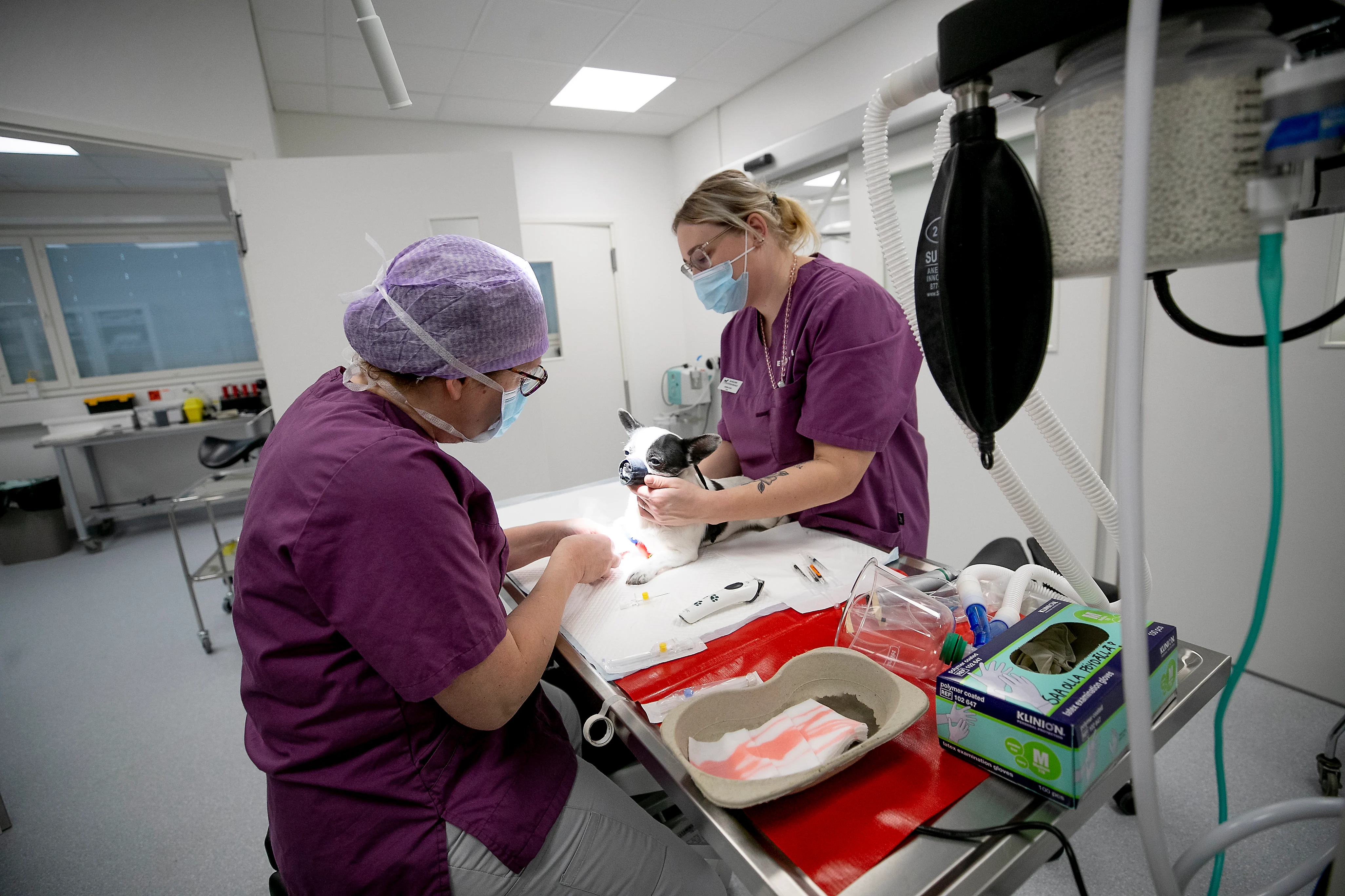 Chihuahua Hönöä valmistellaan kastraatioon. Eläinlääkäri Sirpa Ahola ja klinikkaeläinhoitaja Hanna-Kaisa Paloniemi kertovat kyseessä olevan perustoimenpide.