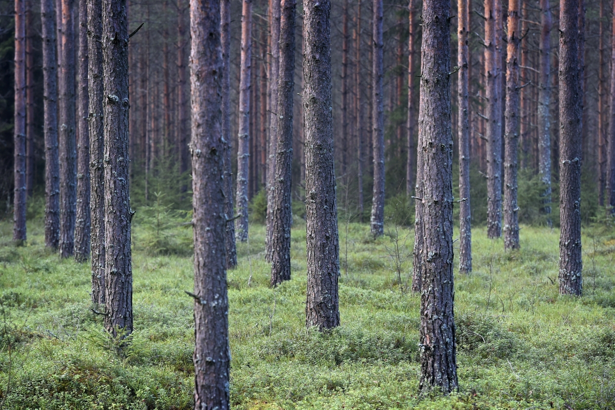 Vaasan metsäsuunnitelma on herättänyt keskustelua kesän aikana. Viimeisimpänä kritiikkiä ovat saaneet siihen merkatut Kuusisaaren hakkuut. Kuvituskuva.