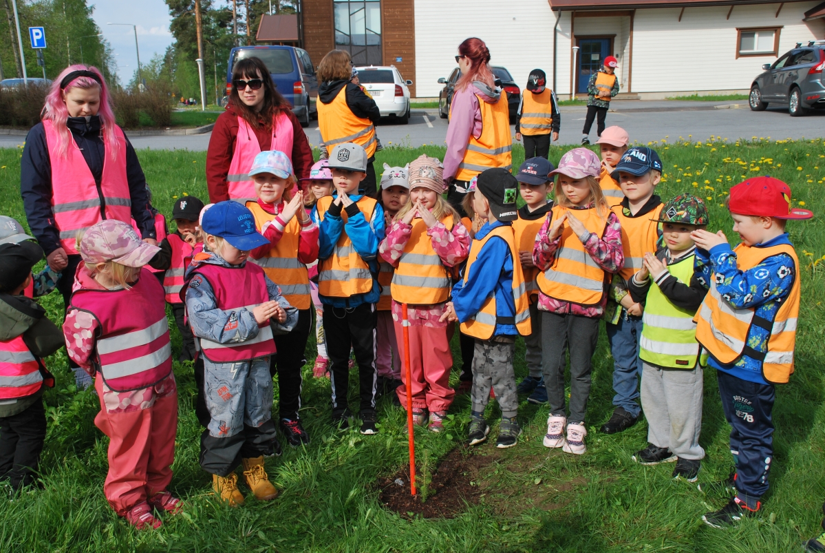 Päiväkotien lapset istuttivat kuusia Karjalan muistolle – puut muistuttavat menneistä ajoista ja sukupolvien ketjusta