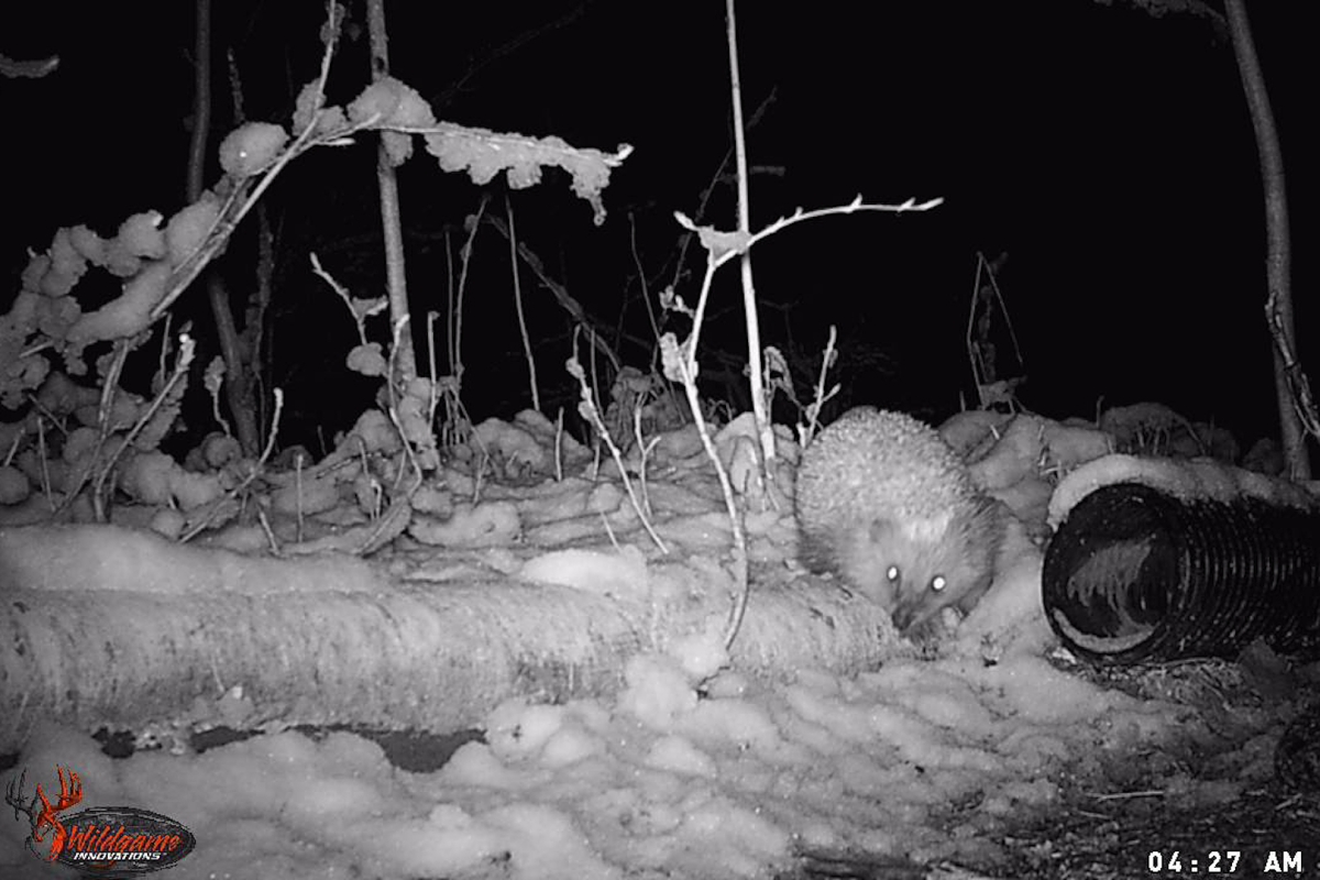 Riistakamera kertoo, mitä pihoilla tapahtuu, kun ihminen on poissa – Jäniksen imetystuokiota ja siilien keväisiä lemmenleikkejä voi seurata myös livenä