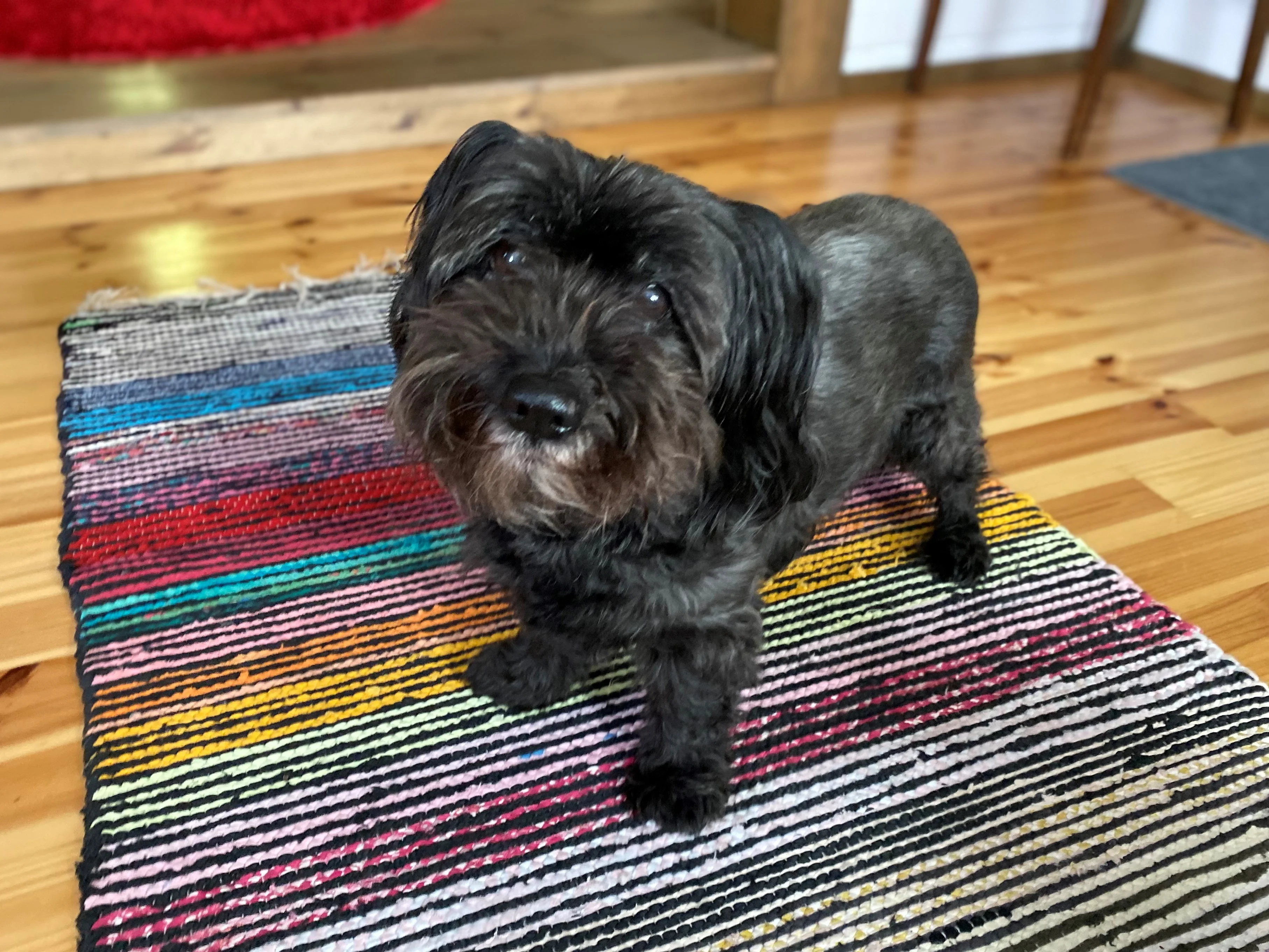 Mindy on sekarotuinen ja siinä on muun muassa cairnterrieriä ja cottonia. Se täyttää syksyllä 15 ja on yhdeksän koiran pentueestaan
ainoa elossa oleva.
