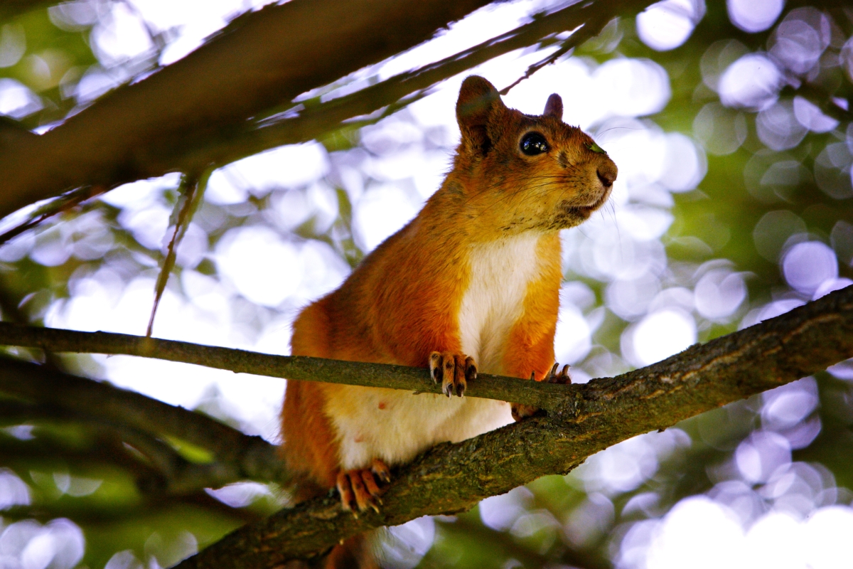 Oravia vilistää nyt monikertaisesti normikesään nähden – Alajärven kaupunginpuutarhuria työllistävät lisääntyneet jänikset 