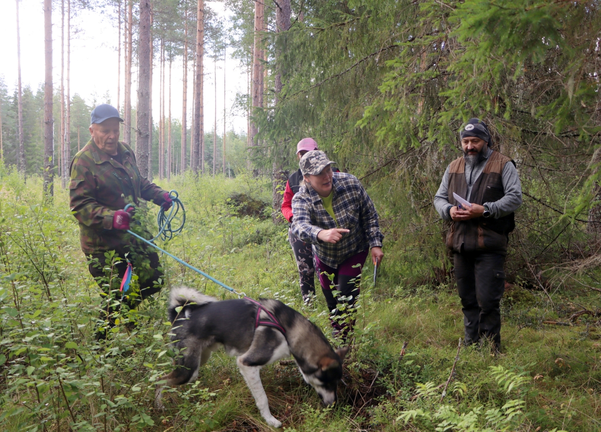 Jurvalaiselta metsästysseuralta uusi aluevaltaus  – jäljestämiskoe treenaa koiraa tositilannetta varten 