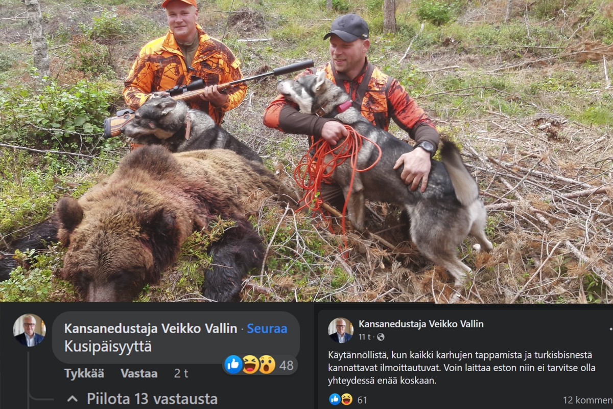 Solvasiko perussuomalaisten kansanedustaja Lapualla karhun kaataneita metsästäjiä? – Ei suostu perustelemaan hämmennystä herättänyttä näkemystään