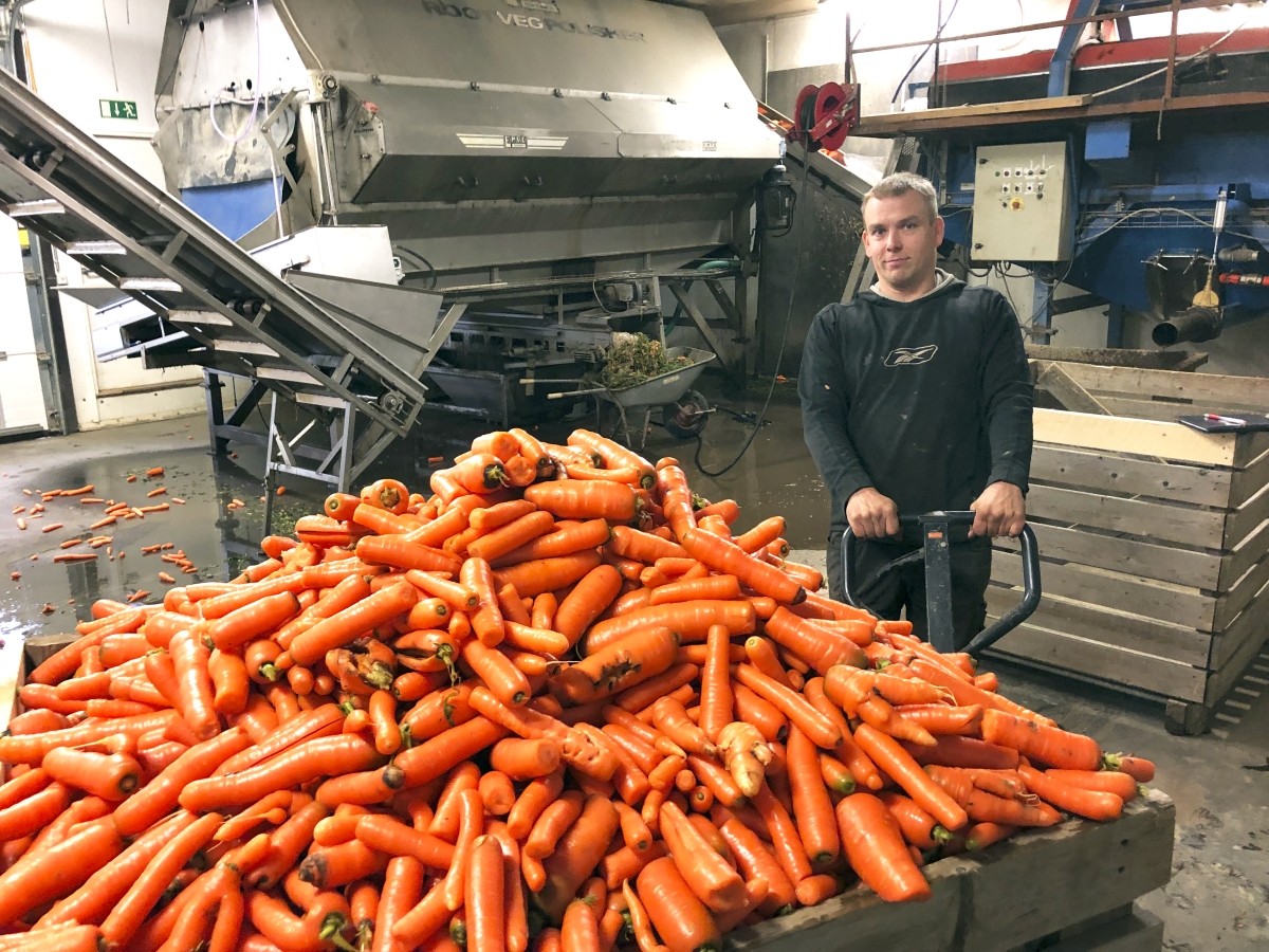 Porkkanat odottavat käsittelyä kylmässä varastossa seuraavaan kesään saakka. Yritys työllistää Heikki Kuusiston ja hänen puolisonsa ympäri vuoden.