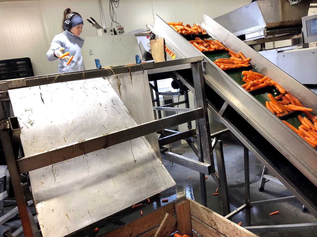 Porkkana pääsee Anu Kuusiston tarkastukseen pesun ja kiillotuksen jälkeen. Kuluttajat haluavat juurekset siisteinä ja helposti käsiteltävinä.