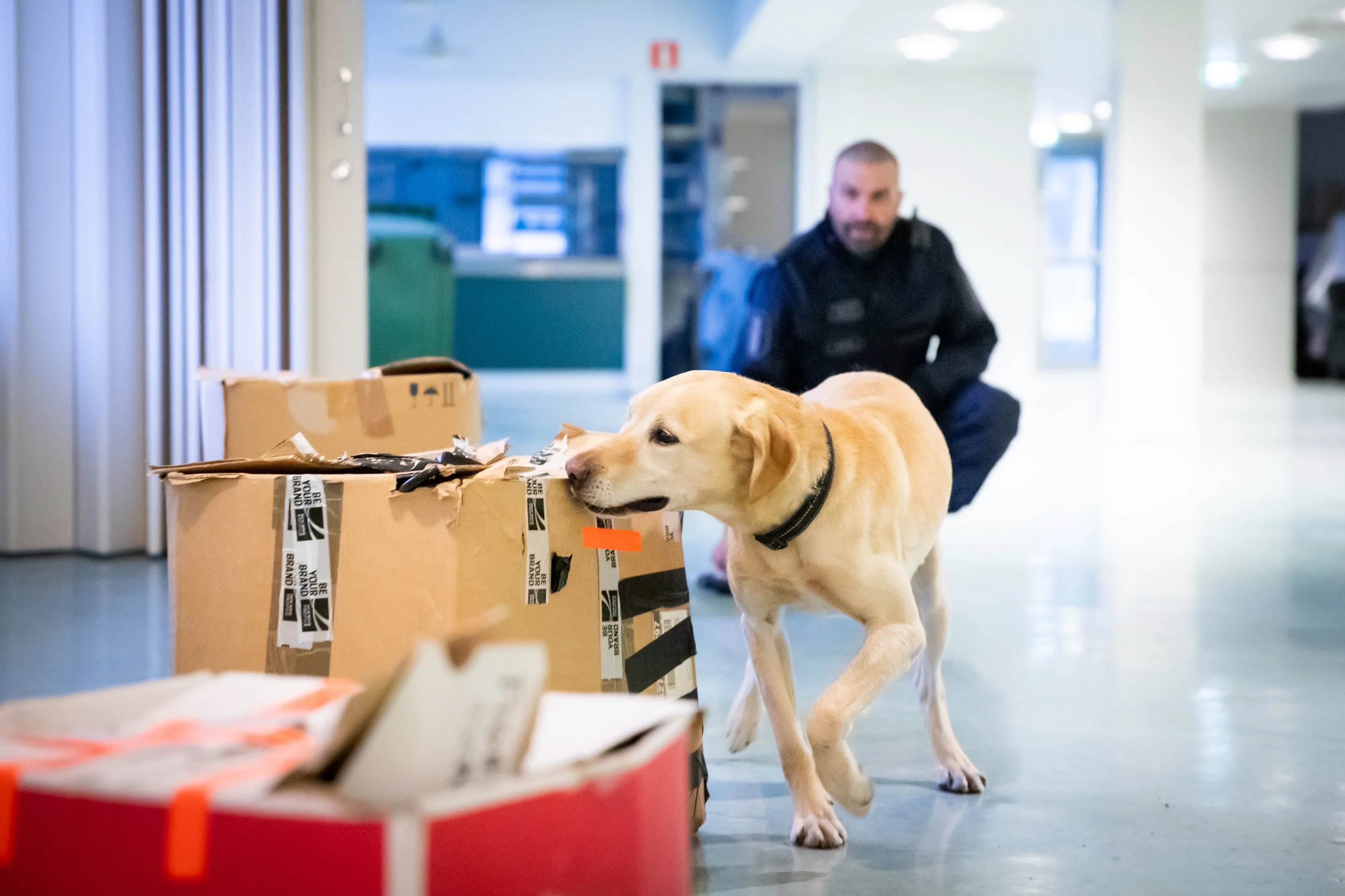Huumausaineiden, rahan ja aseiden etsintä kuuluvat poliisikoira Sampon jokapäiväisiin tehtäviin.