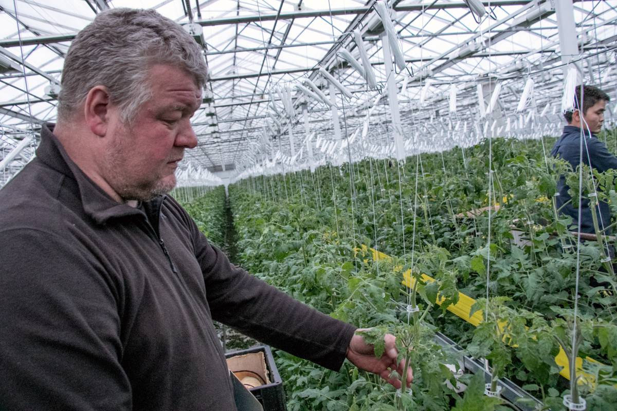 Pörssisähkö huitelee pilvissä, mutta närpiöläisviljelijä aikoo pitää  tomaattituotannon talven käynnissä - 