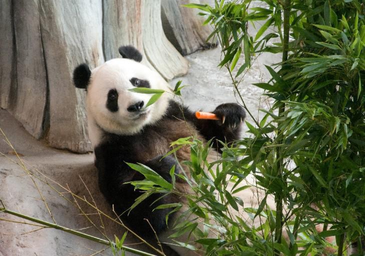 Valmistelut pandojen palauttamiseksi takaisin Kiinaan alkavat