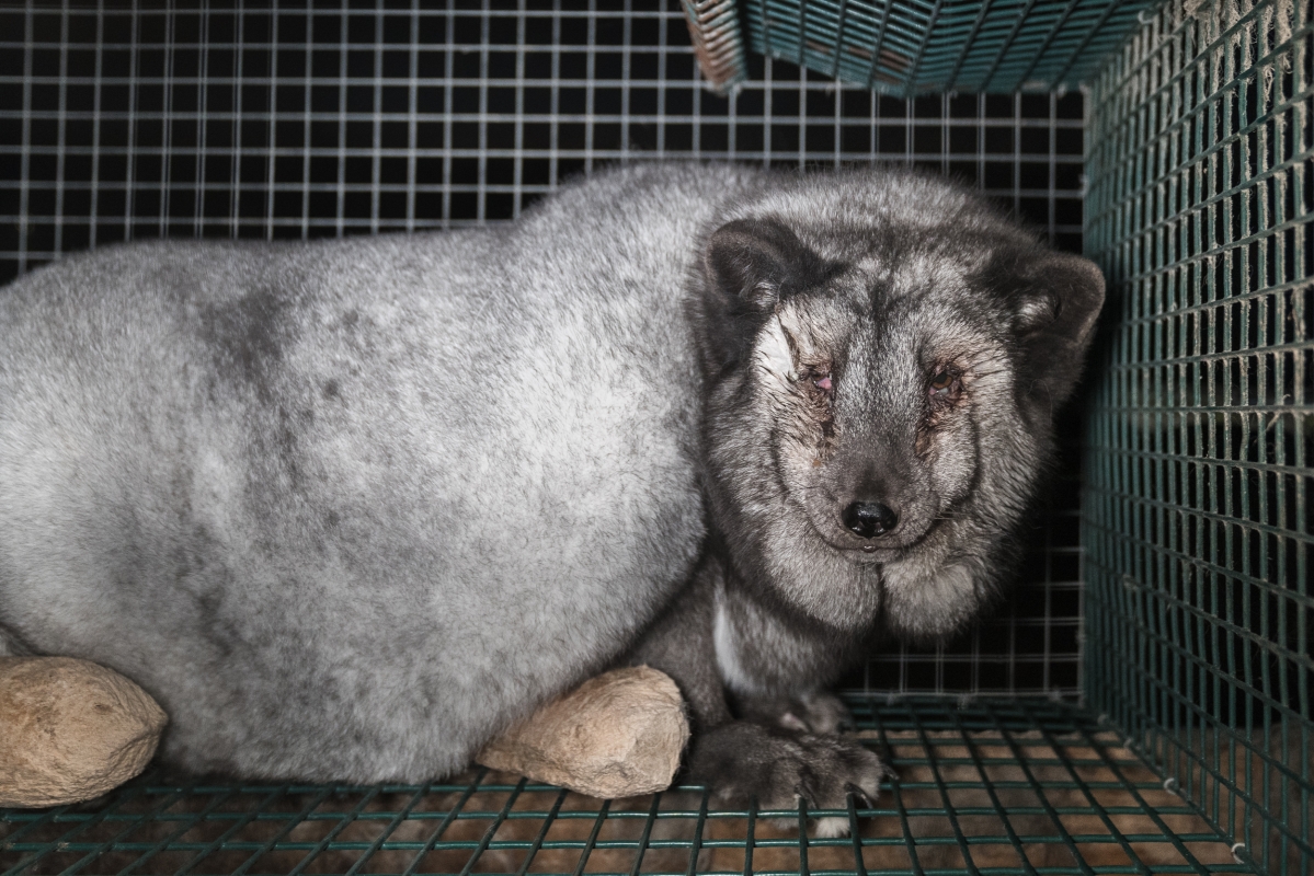 Oikeutta eläimille julkaisi rajua kuvia turkistarhoilta – Väittää tiloja pohjalaisiksi
