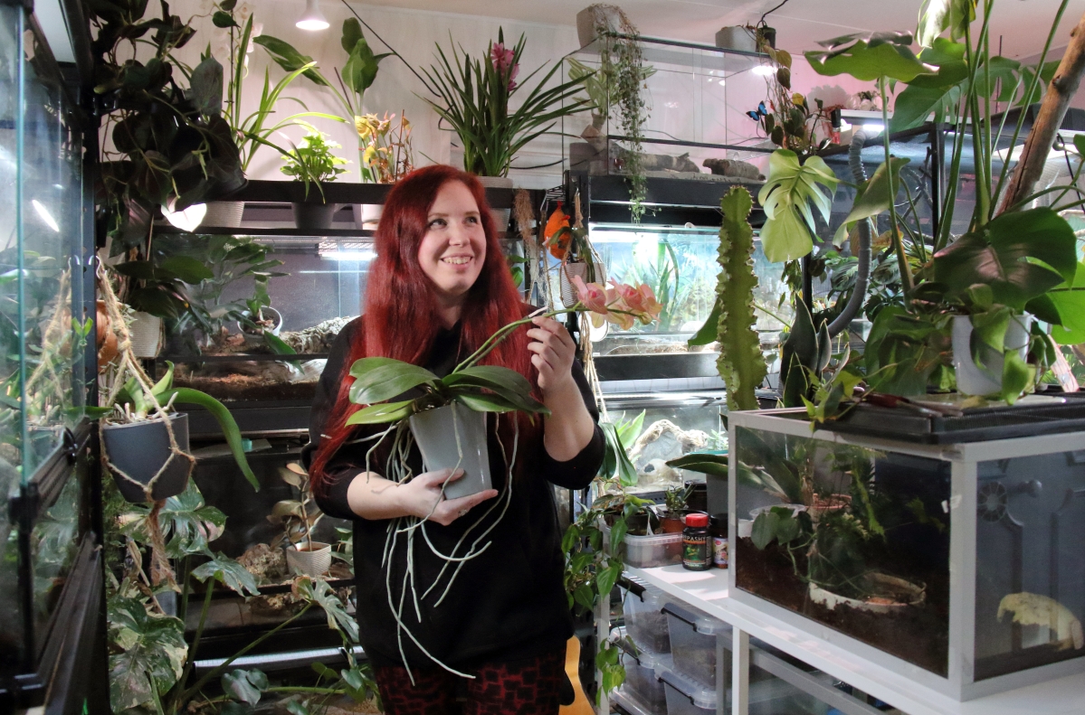 Tiia Ketonen pelastaa kukkimisen jälkeen hylättyjä orkideoita – Kertoo, miten kasvi saadaan uuteen kukoistukseensa