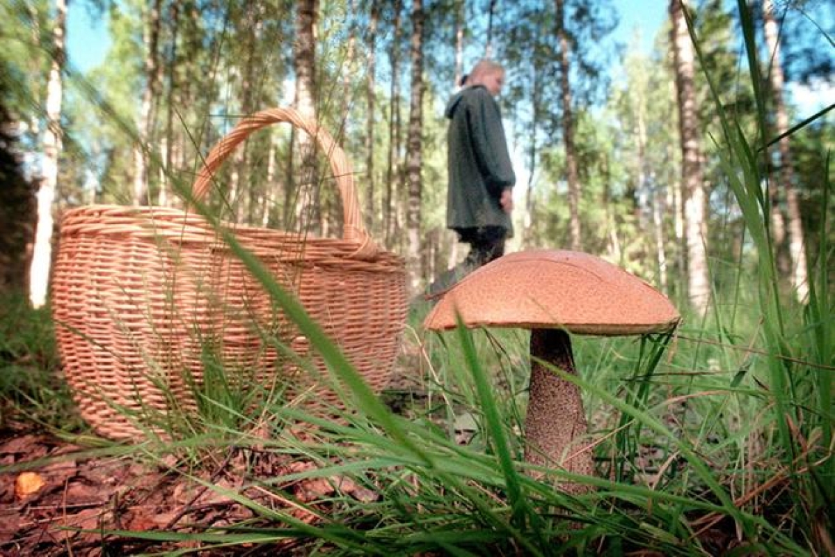 Toimi näin, jos epäilet sienimyrkytystä – Viisi lajia voi aiheuttaa vakavia seurauksia