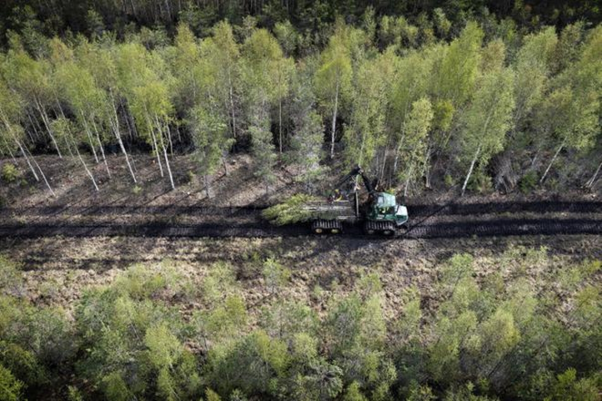 Puupolttoaineelle syntyy tulevina vuosina huutava tarve – Etelä-Pohjanmaa komeilee tilastokärjessä