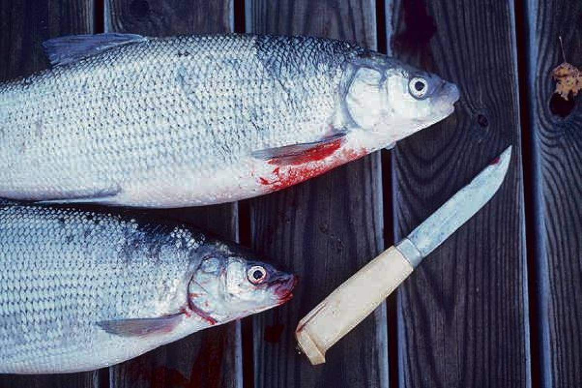 Ilmastonmuutos jakaa kalatkin voittajiin ja häviäjiin – siika ei viihdy  lämpenevissä vesissä | Ilkka-Pohjalainen