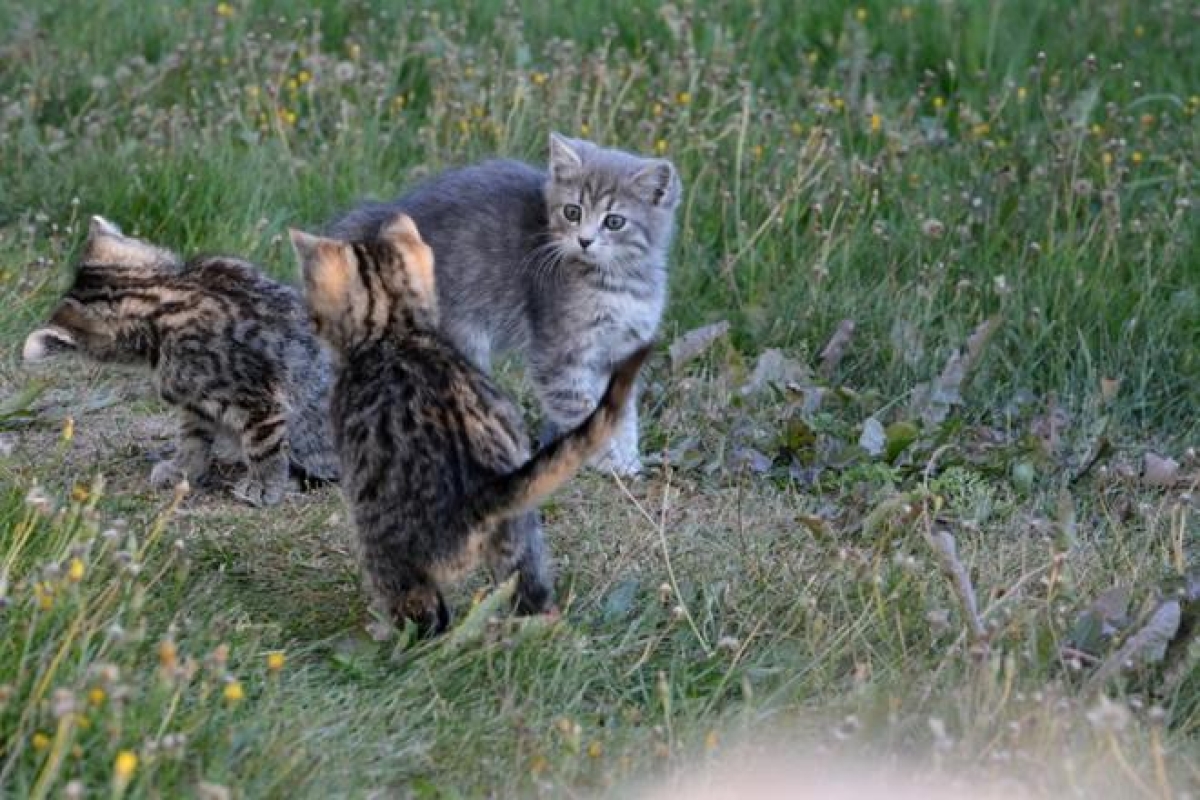 Kissojen vapaa kulkeminen herättää tunteita – Poliisi  kehottaa keskustelemaan – "Naapurin kissan loukuttaminen on silkkaa kiusantekoa"