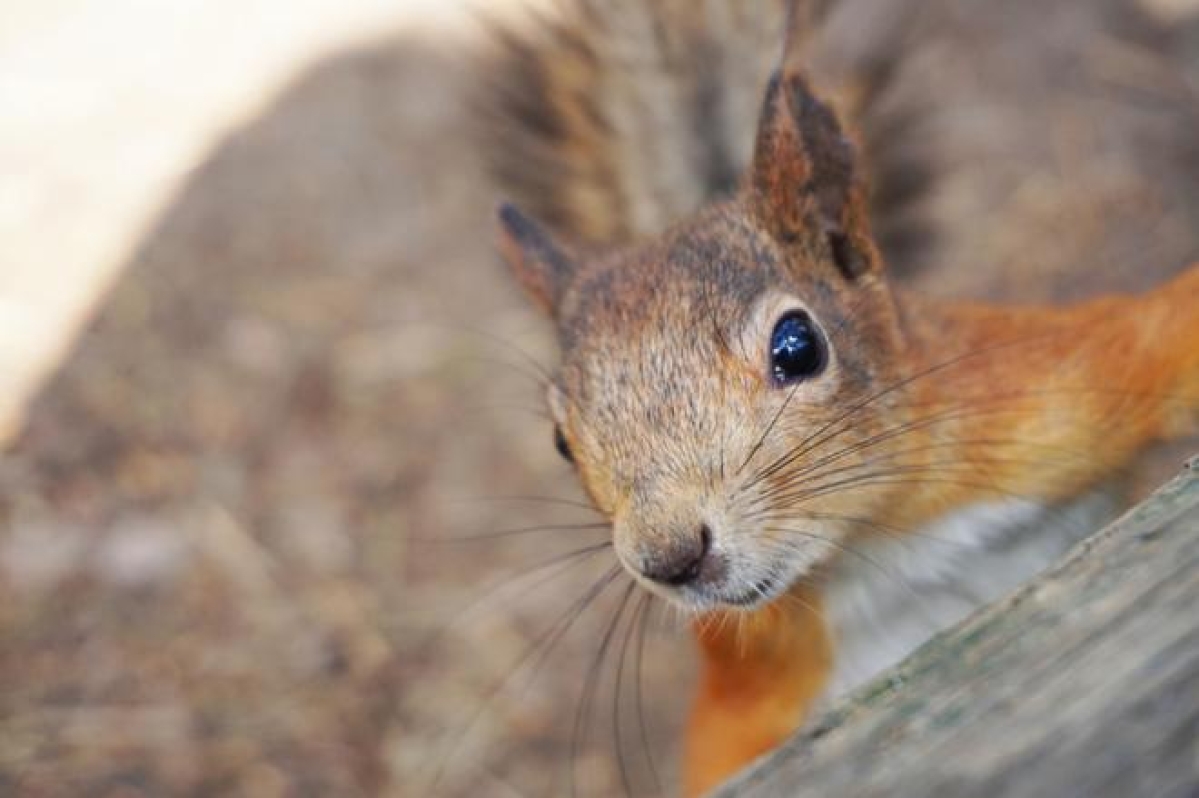 Tuntuuko, että pihapiirissä on tänä kesänä vipeltänyt tavallista enemmän oravia? – Asiantuntija kertoo, mistä niiden suuri määrä johtuu 