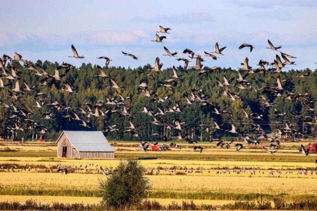 Pitkäkaula on suurin syypää lintujen aiheuttamiin satovahinkoihin – Viljelijöille korvausta yhteensä kymmeniätuhansia euroja