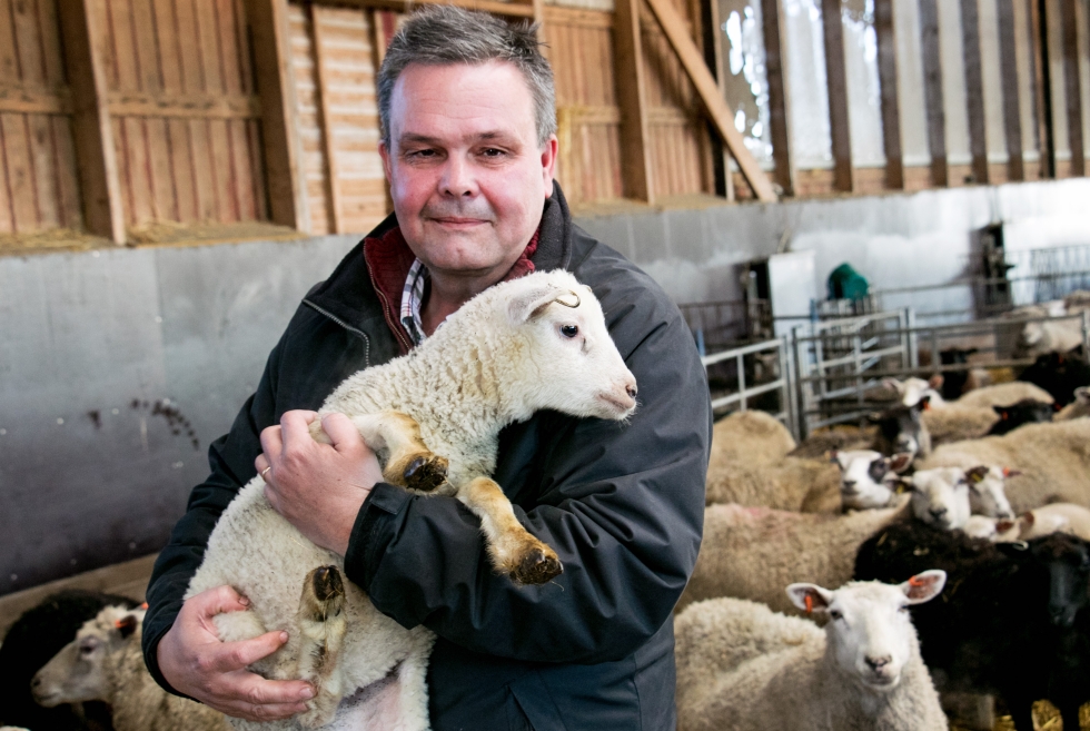 RKP:n närpiöläinen kansanedustaja Anders Norrback on myös lammastilallinen. Hänen lampaitaan sudet raatelivat vuosia sitten. Arkistokuva.