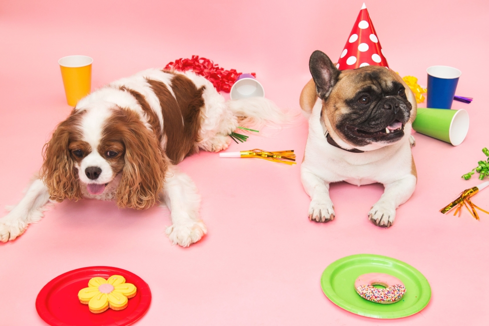 Koirat eivät pidä uuden vuoden paukkeesta. Nyt kokeillaan, mitä mieltä hännänheiluttajat ovat omasta vappujuhlasta.