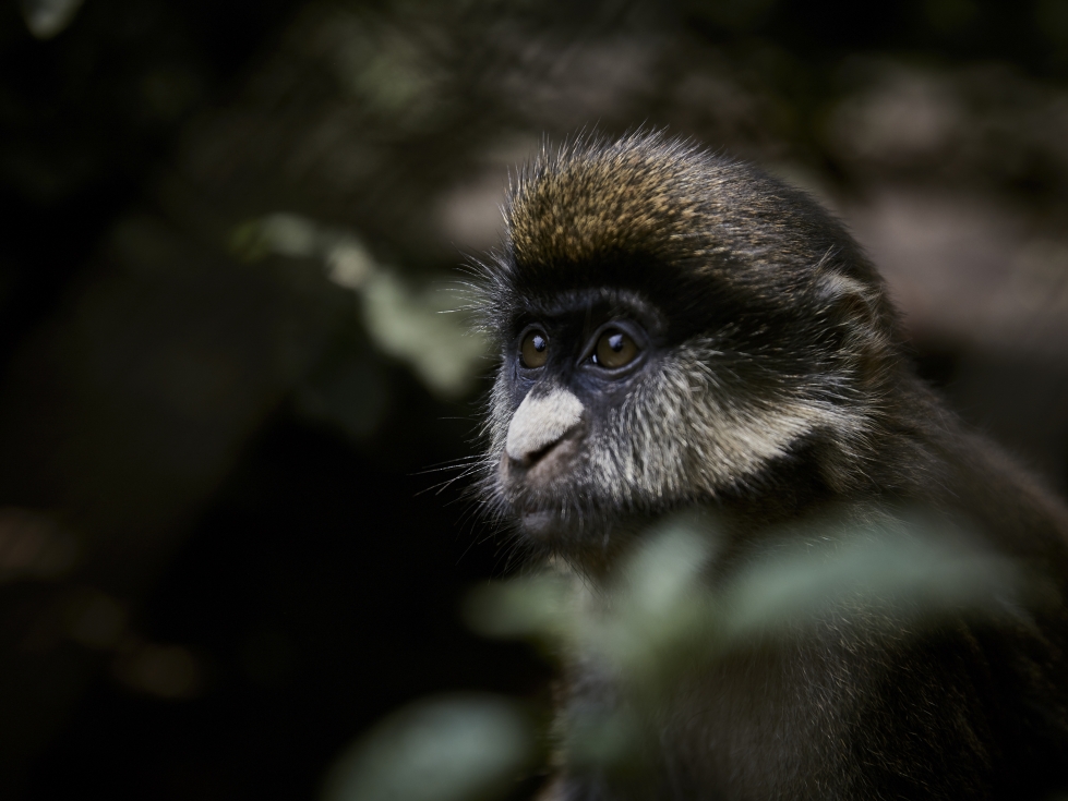 Apinarokko on ensimmäisen kerran löydetty apinasta 1950-luvulla Afrikassa. Apinarokosta on Länsi-Afrikan ja Keski-Afrikan versiota, josta Keski-Afrikan versio on vaarallisempi. Kuvassa on punahäntämarakatti Kongossa Keski-Afrikassa.