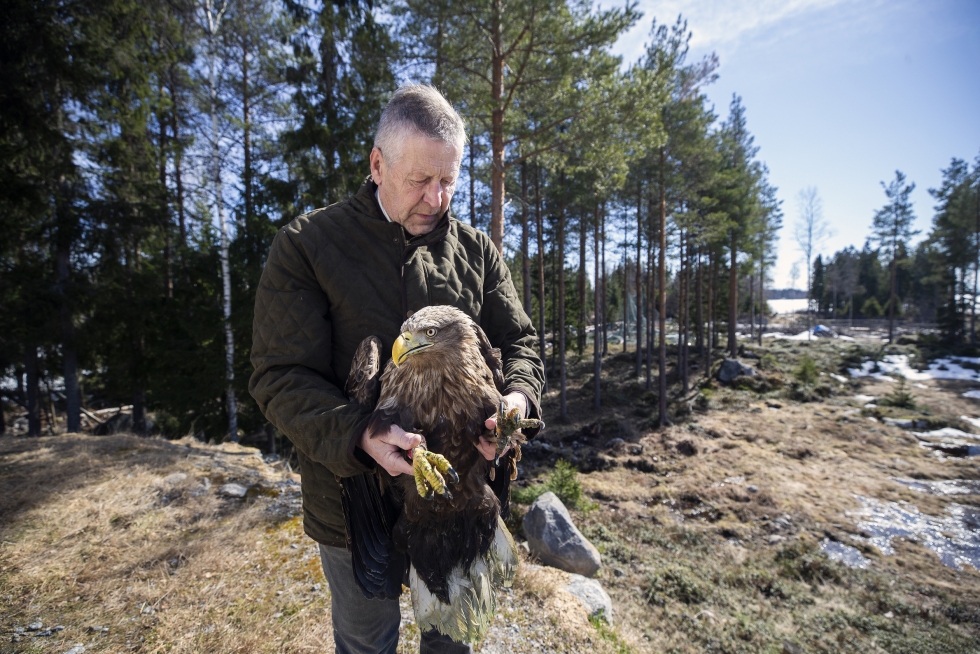 Nordic Wildlife Care ry:n villieläinhoitolan toiminnanjohtaja Markku Harju on kuvassa pari viikkoa sitten Närvijoelta löytyneen haavoitetun merikotkan kanssa. 