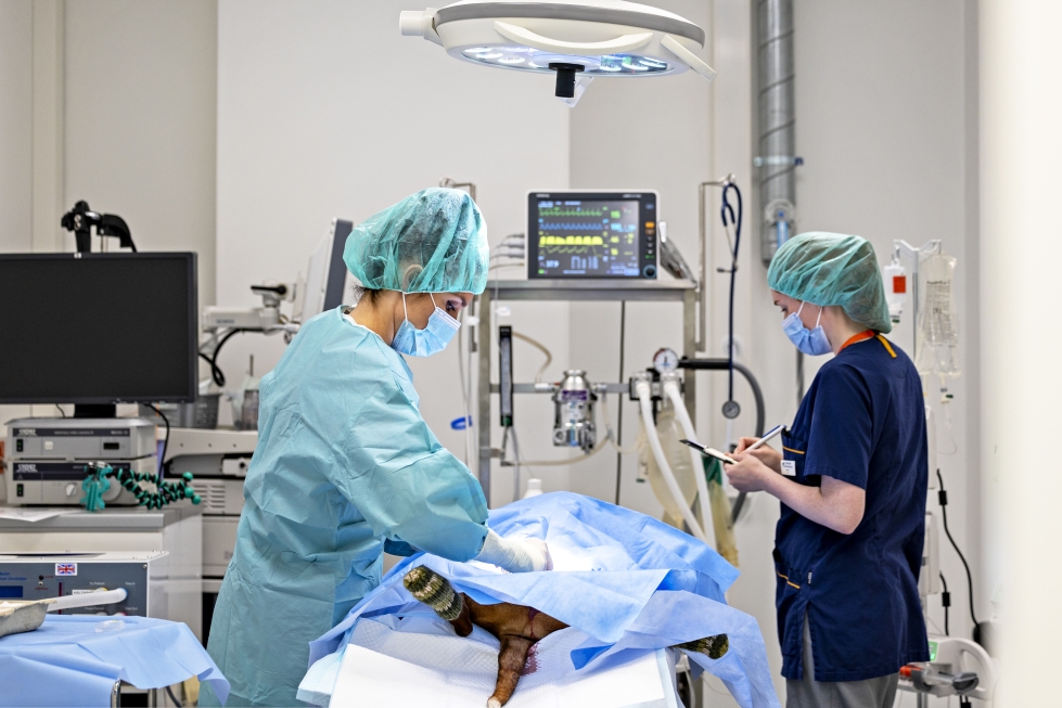 Evidensiassa ei suoriteta leikkauksia arkiöisin. Kuvassa vasemmalla eläinsairaalan johtaja Elli Tuominen.