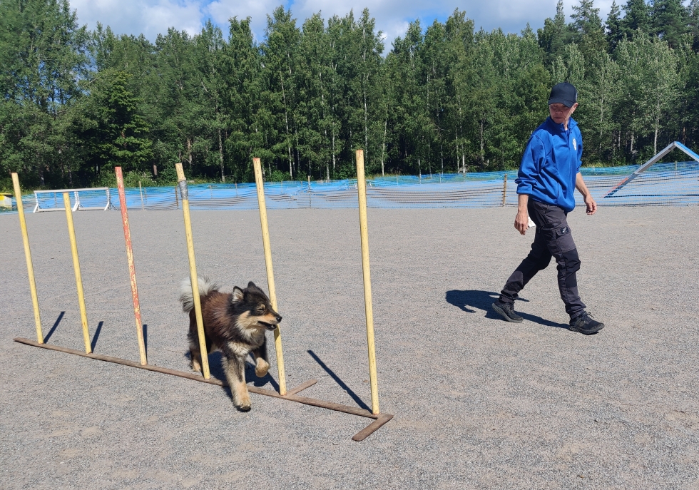 Ketku-koira pujottelee agilityseuran puheenjohtajan Tiina Jokisen johdolla.