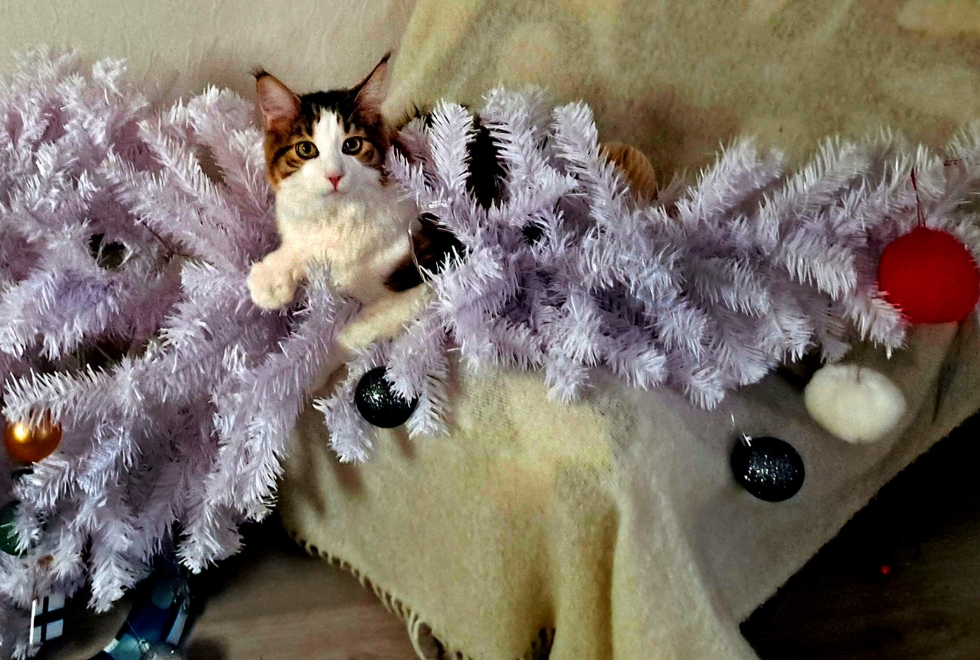 Maine Coon -rotuinen Andy-kissa Vaasasta on sitä mieltä, että joulukuusi on kiva lelu. ARKISTOKUVA.