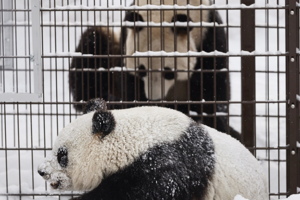 Isopandat Lumi (edessä) ja Pyry ovat Ähtärin eläinpuistossa lainassa Kiinasta lajiensuojelusopimuksen nojalla. LEHTIKUVA / Roni Rekomaa