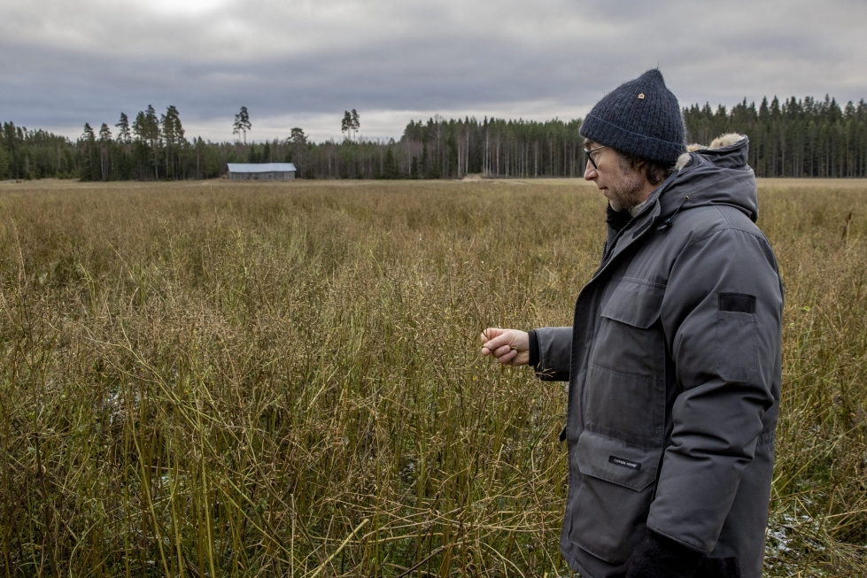 Maanviljelijä Janne Rauhansuu katsastamassa biologisen typensidonnan koelohkoa, jossa viljellään muun muassa rehusinappia Pöytyällä. LEHTIKUVA / RONI LEHTI