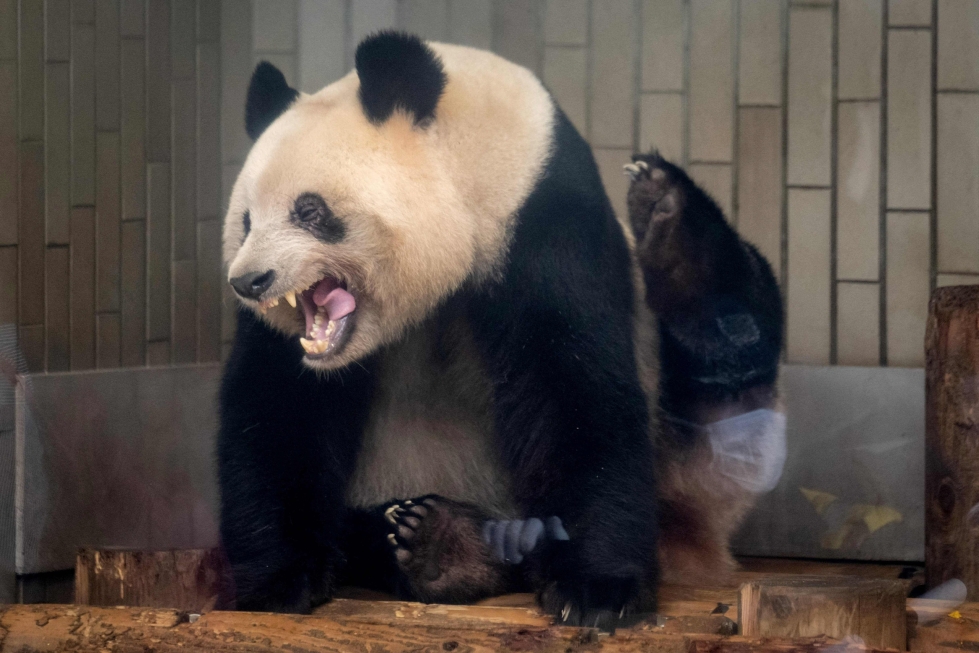 Uenon eläintarhassa Tokiossa asustanut Xiang Xiang haukotteli ennen paluutaan Kiinaan. LEHTIKUVA / AFP