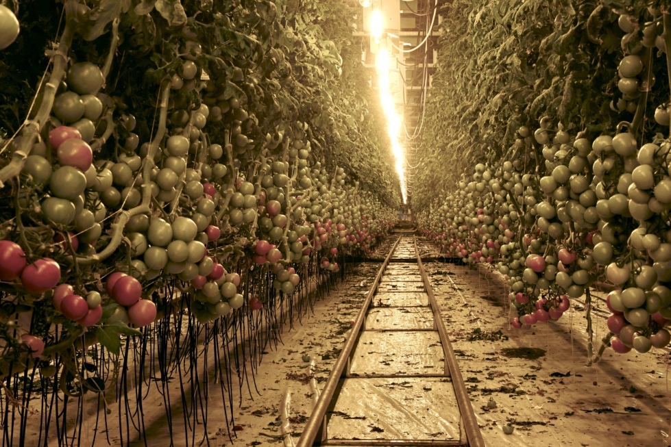 Viime vuonna kasvihuonevihanneksia tuotettiin yhteensä 89 miljoonaa kiloa, josta kasvihuonekurkkua oli 50 ja tomaattia 34 miljoonaa kiloa. LEHTIKUVA / Markku Ulander
