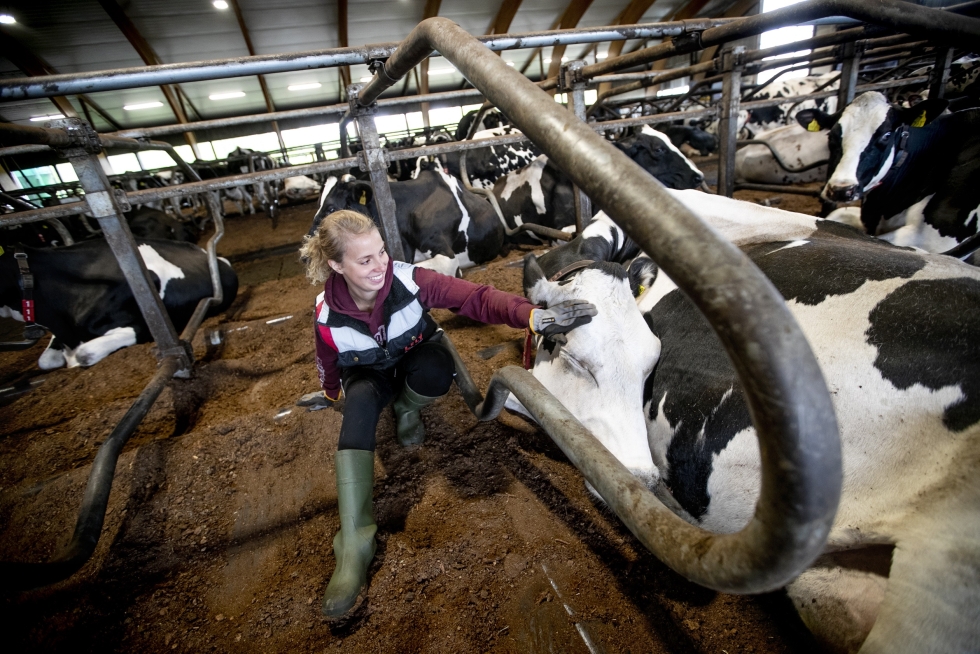 Keravalta kotoisin oleva Anna Länsisalmi-Keisala on ollut pienestä pitäen kiinnostunut lehmistä.