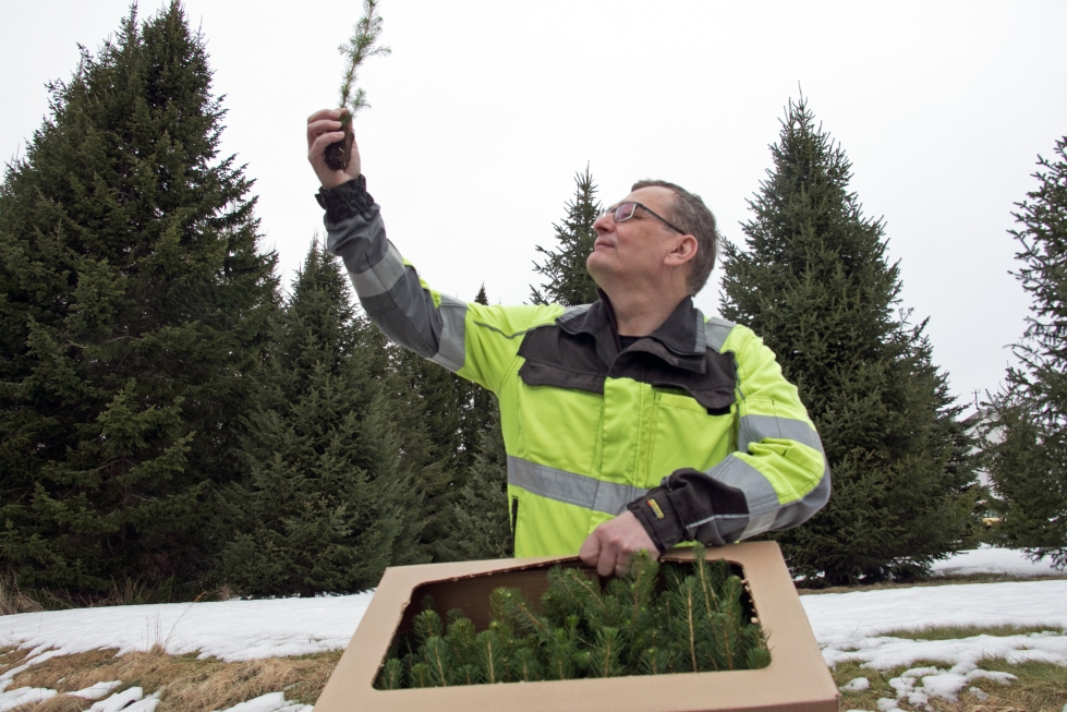 Mellanå Plantin taimitarhan toimitusjohtaja Rainer Bodman sanoo, että toistaiseksi ei ole löytynyt turvetta parempaa kasvualustaa puuntaimille. Mellanå tuottaa vuodessa noin 20 miljoona tainta Suomen metsiin. Suurin osa taimista on kuusia. Arkistokuva