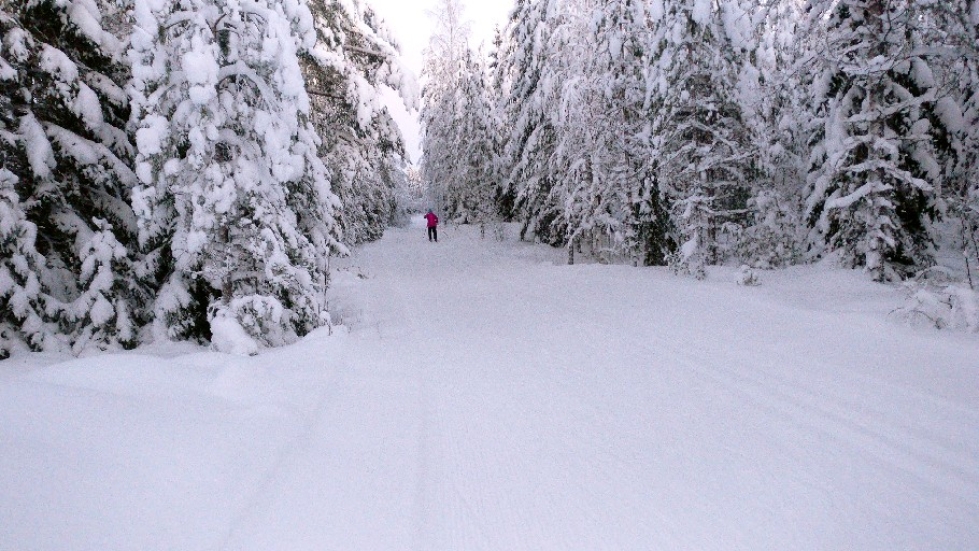 Rauhankankaan hiihtoladut Jurvassa ovat keskeinen osa Kurikan kaupungin latuverkostoa.