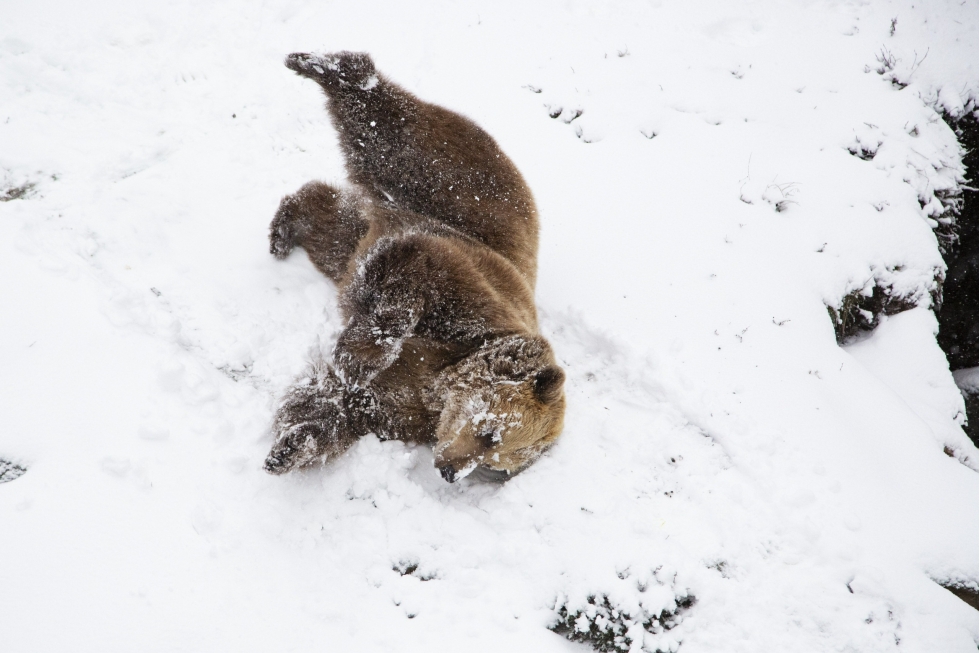Karhut laihtuivat talven aikana noin 50 kiloa eli noin neljänneksen painostaan. LEHTIKUVA / HANDOUT / MARI LEHMONEN