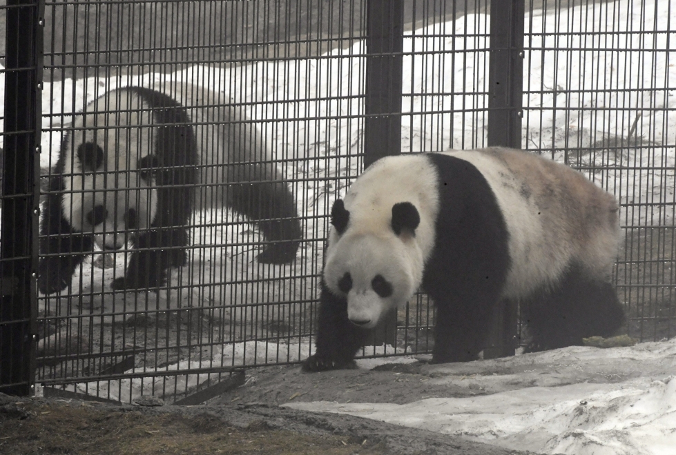Pandakaksikko, Pyry ja Lumi, saapui Kiinasta Suomeen vuonna 2018. Pandat ovat Ähtärissä 15 vuoden vuokrasopimuksella. LEHTIKUVA / HEIKKI SAUKKOMAA
