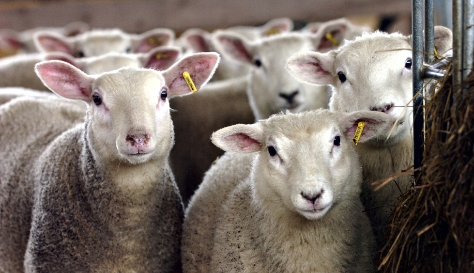 Lampaiden laaja laiton teurastus paljastui, kun päätekijä toimi kaikessa rauhassa eläinlääkärin nähden. Kuvan lampaat eivät liity asiaan. Arkistokuva.