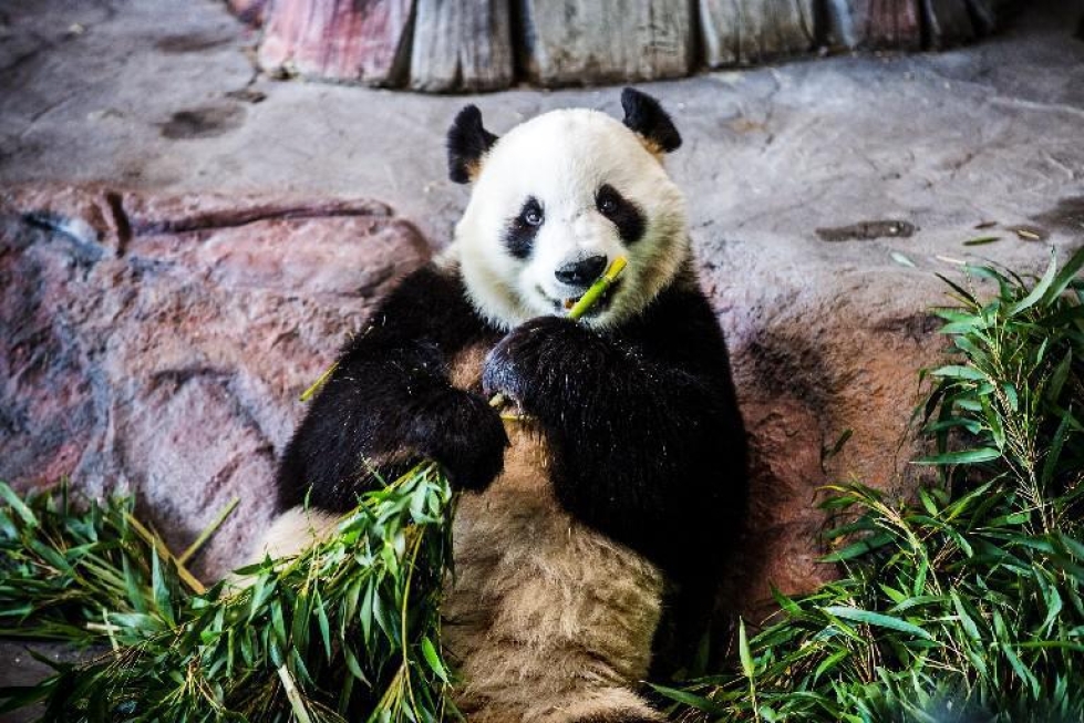 Ähtärin pandojen kohtalo ei ratkennut vielä tiistaina. Kolmen ministeriön virkaryhmä etsii keinoja, joilla pandoja voitaisiin rahoittaa. Arkistokuva.