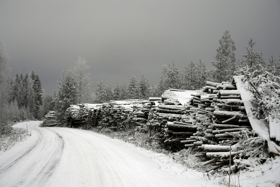 Luonnonvarakeskuksen mukaan Suomessa ollaan tilanteessa, jossa puun tarve on lisääntymään päin. LEHTIKUVA / Vesa Moilanen