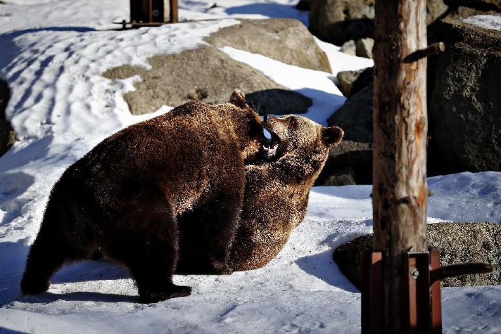 Ähtärin eläinpuiston karhuilta sujuu heti ulkoilmaan päästyä karhunpainikin. Arkistokuva.