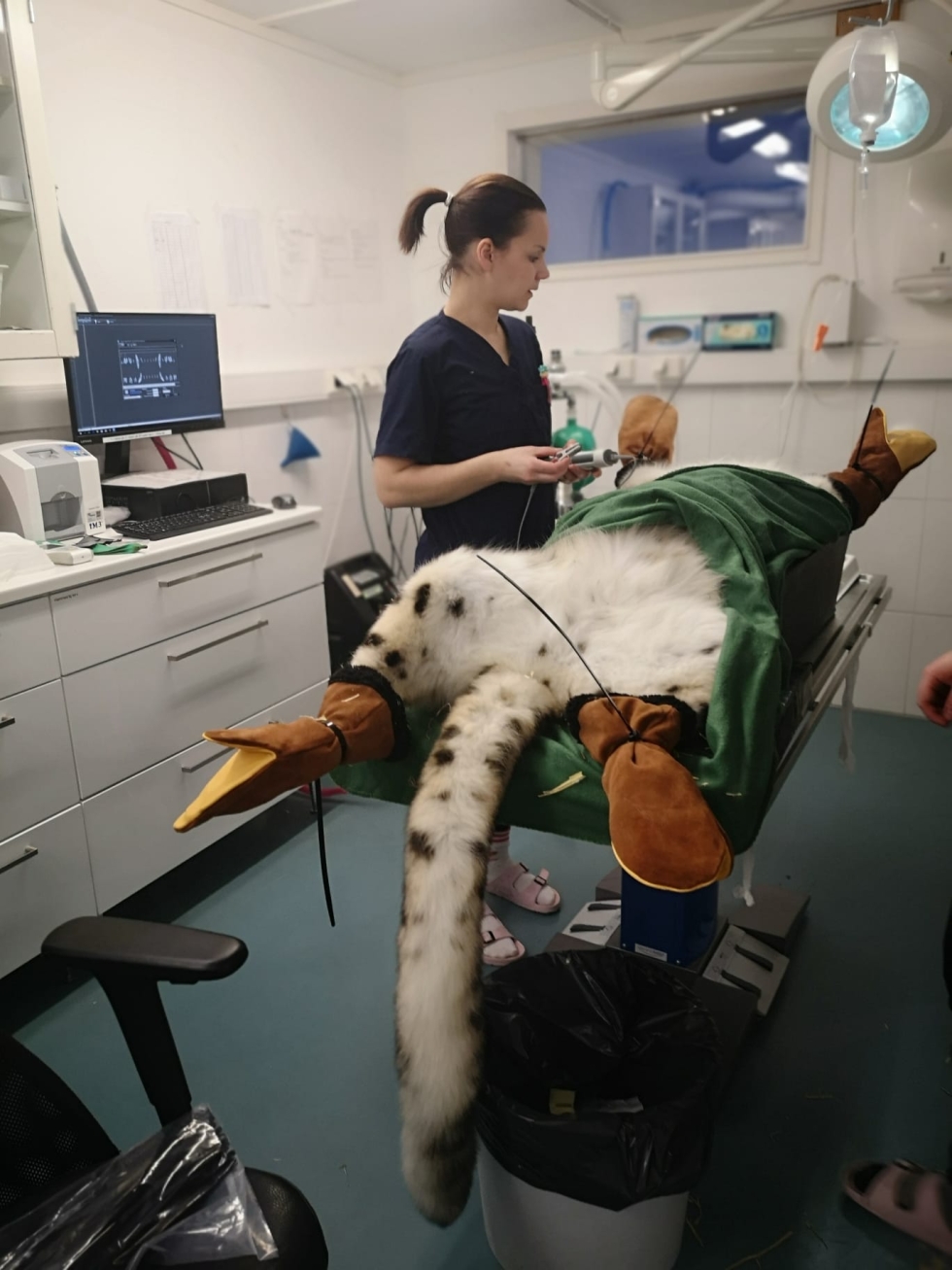 Ähtäri Zoon lumileopardi Juma pistäytyi hammashoidossa seinäjokelaisella Takalan eläinklinikalla perjantaina. 