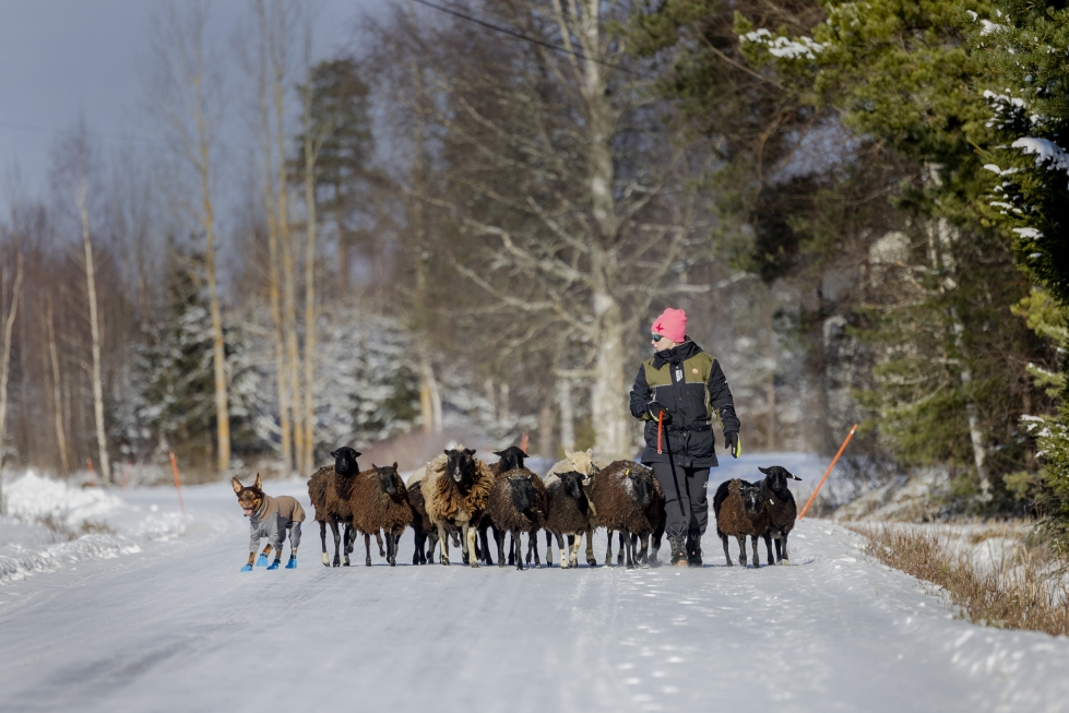 Paimennuskoulua käyvät Elisa Rytkönen ja koiransa Väinö palaavat metsäretkeltä lammaslauma siististi koossa.