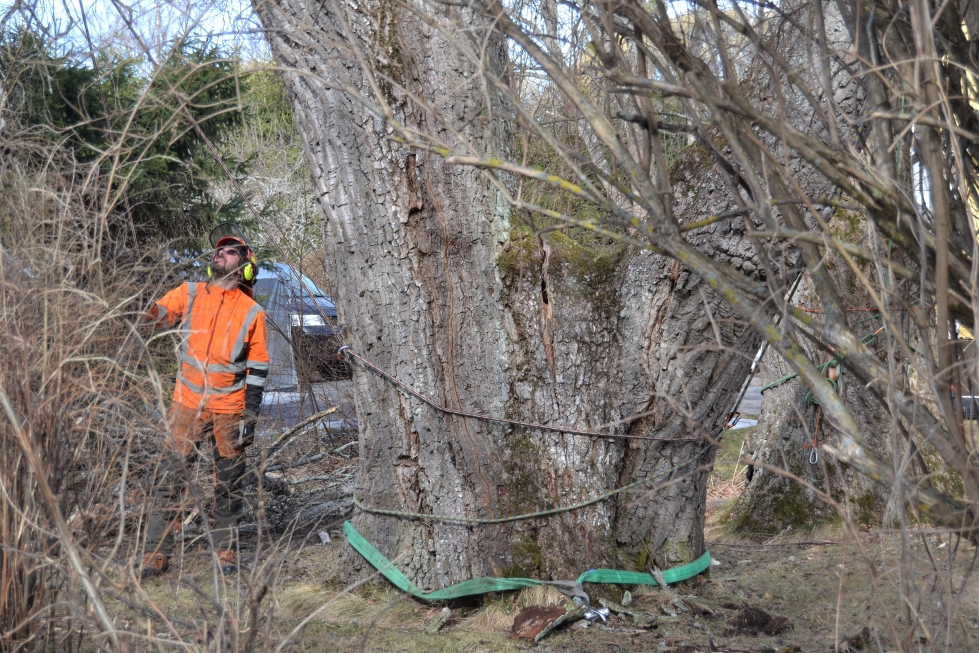 Arboristi on metsänhoidon ammattilainen, jonka työhön kuuluu puiden ja metsien maisemointi, erilaiset tuennat ja puiden poistaminen, kertoo puussa Mikko Ahonpää. Hoidettavan tammen ympärysmitta on valtava.