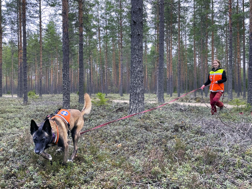 Mirva Mikkola seuraa Niilo-koiraansa, joka on saanut vainun jäljestä.
