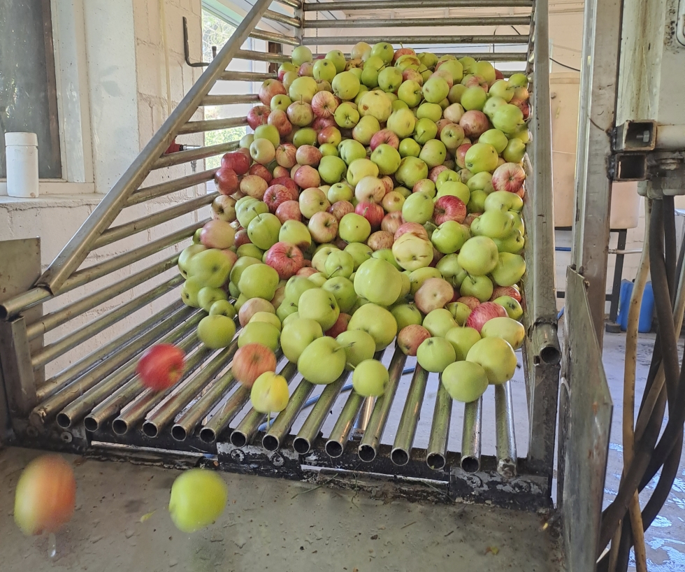 Ennen mehustusta omenat kaadetaan pesukouruun. Enimmät roskat putoavat maahan jo ritilöiden välistä.