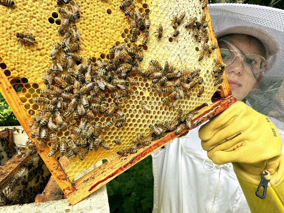 Nelli Lassilla esittelee hunajapesässä olevaa kehäkakkua. Keltaisessa osassa on peittosikijöitä, joista syntyy uusia mehiläisiä. Vasemmalla vaaleassa osassa on valmiiksi peitettyä hunajaa. Alhaalla näkyy juuri kerättyä mettä, jonka mehiläiset peittävät vahapinnalla kun hunaja on valmista. 