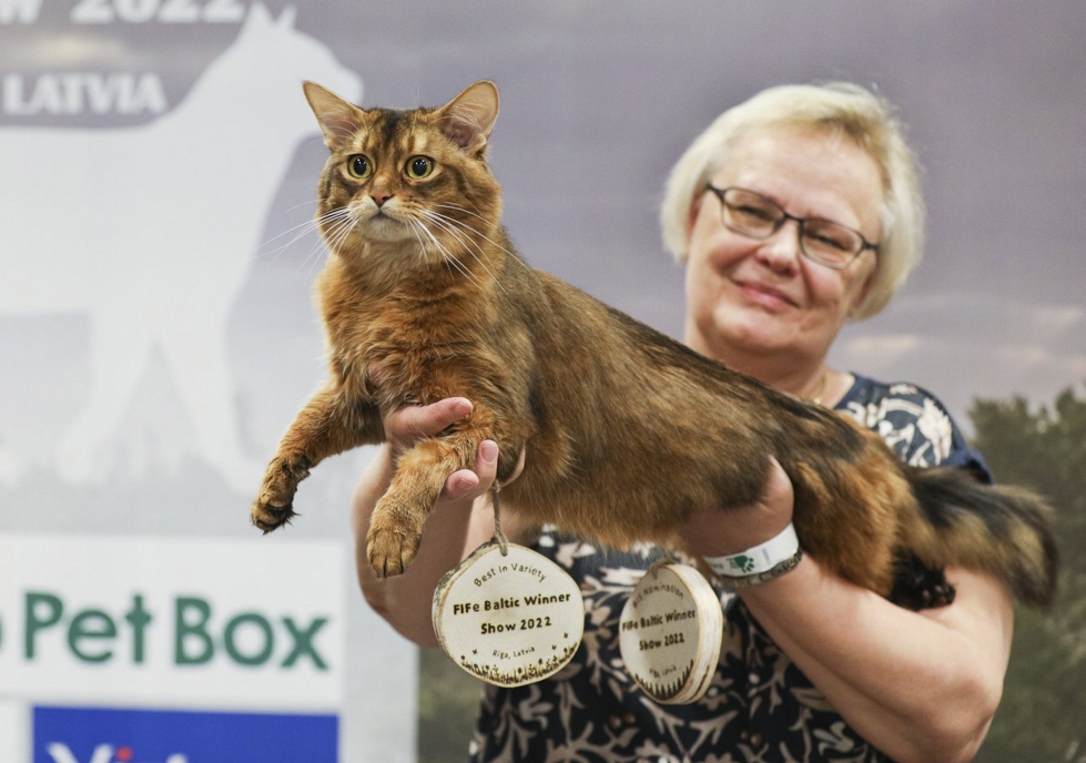 Kansalliset kissanäyttelyt tuovat kaksinkertaisen maailmanmestarin Seinäjoelle.